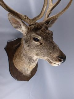 red deer stag head taxidermy image 2
