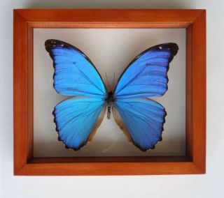 AMAZING MORPHO DIDIUS FRAME REAL BUTTERFLIES MOUNTED WOOD FRAME DOUBLE