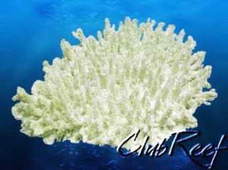 Table Coral Replica Reef Aquarium Nautical Decor Large