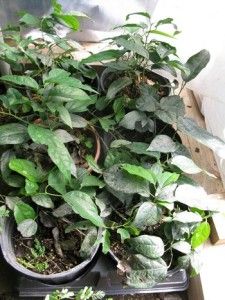 Tiliacora Triandra Diels Plant Bai Ya Nang 1 G Pot Plant Hard 2 Find