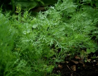 Dill Herb Seeds Bouquet Organic 1 300 2012 Seeds $1 69 Max Shipping