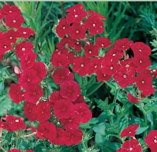 Red Drummond Phlox Hardy Annual 250 Seeds