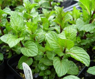 Spearmint Herb Great for tea 1 Plant