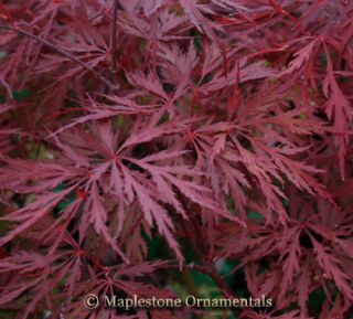 Red Dragon Japanese Maple 3 Year Tree