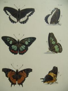 19th Century Dru Drury H C Butterfly Engraving PL XIV