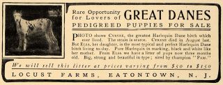 1906 Ad Locust Farms Great Danes Puppies Dogs Sale Original