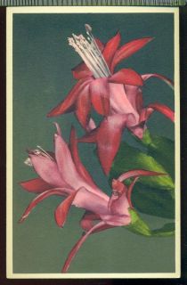Cactus Pink Flowers Stehli Switzerland Unused Vintage Postcard