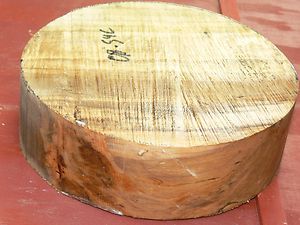 Spalted Maple Wood Bowl Blank 2 5 8 x 8 1 2 for Lathe Turning 08 54C