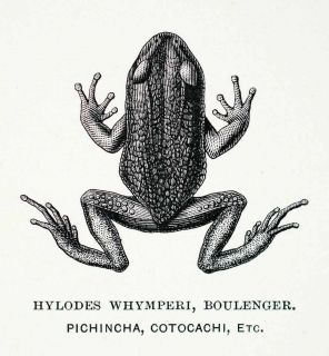  Engraving Frog Hylodes Whymperi Boulenger Edward Whymper Pichincha