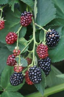 The blackberry is an edible fruit produced by any of several