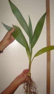 You are bidding on one live bare root palm with vigorous