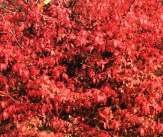 Dwarf Burning Bush Shrub Stunning Fall Red Color