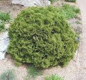 Little Giant Dwarf Arborvitae ( Thuja ) shrub ( 1 2 year plants ) Very