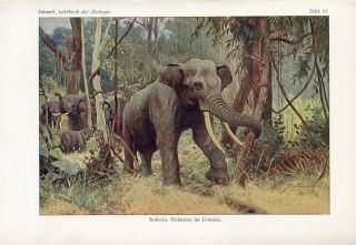 1900s INDIAN ELEPHANT Antique Offset Lithograph Print O.Schmeil
