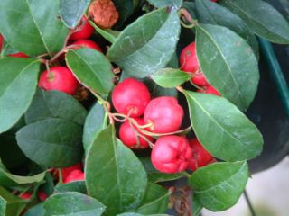 Wintergreen Gaultheria Procumbens Seeds Edible Fruits Fragrant