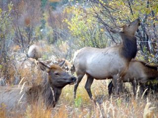 WYOMING ROCKY MOUNTAIN ELK 2 DAY GUIDED HUNT PACKAGE EXCLUSIVE PRIVATE