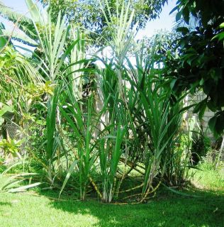  Rooted Sugarcane Cutting PLANT Tropical Perennial Edible Bamboo Grass