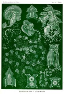 Haeckel Siphonophora Jellyfish 1st Edition 1900