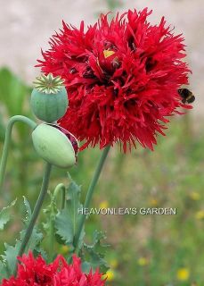 Poppy Red Pom Poms Papaver Somniferum Annual Seeds