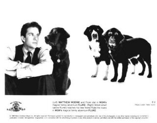 Fluke 1995 Press Kit Eric Stoltz Matthew Modine Dogs