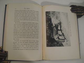1924 The Sprite The Story of A Red Fox Illustrated