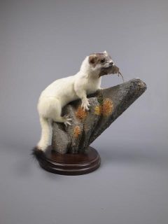 ERMINE STOAT WITH SHREW taxidermy stuffed mounted animal weasel