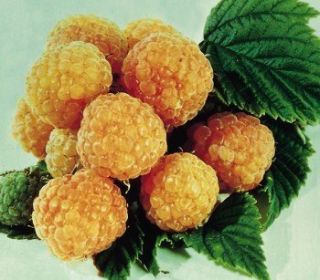 We are offering these Fall Gold raspberry plants that are extremely