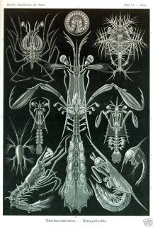 Art Forms of Nature Kunstformen Der Natur Ernst Haeckel