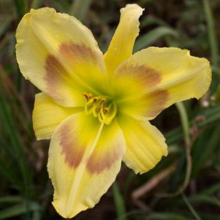 Russian Easter Yellow DAYLILY DF Live Plants Perennial Flowers