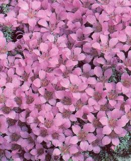 saxifraga floral carpet seeds perennial approx 50 seeds per package