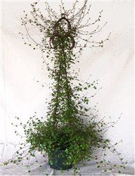 Angel Vine (Muehlenbeckia complexa) Exotic Ivy 1 y. old
