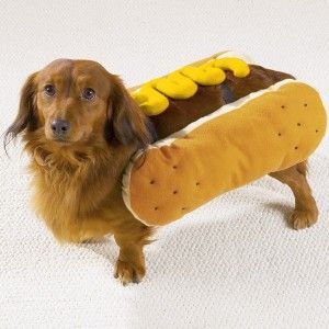 Dog Hot Dog Halloween Ketchup Mustard Costume Small Medium Large s M L