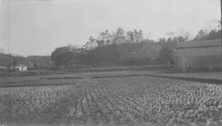 1912 Yokahama Japan Agriculture Rice Fields Snapshot