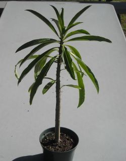  Upright Fast Growing Madagascar Succulent LG Plant