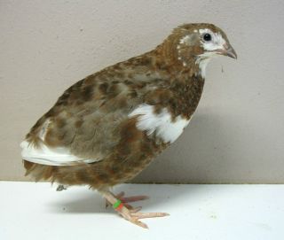 12+ Coturnix Japanese Feral Quail Hatching Eggs HYBRIDS from COLORFUL