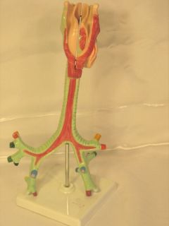   human lung trachea bronchi anatomical model medical teaching anatomy