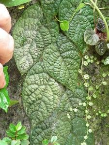 hairy terarrium plant shingling ficus villosa