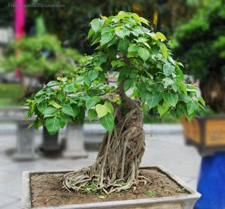 SACRED BODHI TREE Live Plants Ficus Religiosa BONSAI STARTER