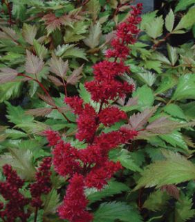  Fanal Perennial Shade Plant Dark Foliage Tall Red Flowers Hardy