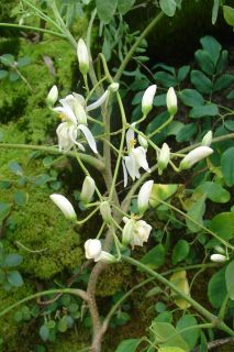  Oleifera Miracle Tree of Life Horseradish Tree Live Plant