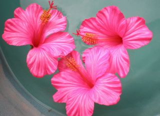 ARTIFICIAL FLOATING HIBISCUS FLOWERS WEDDING PINK