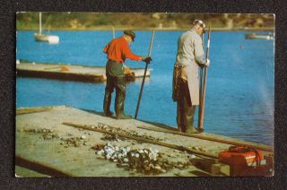 Two Gents Scooping Oysters, Cape Cod, Barnstable County, Massachusetts