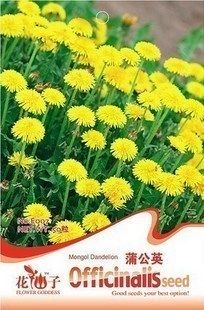  50 Yellow RARE Herb Seeds Ball Flower Traditional Plant Hot