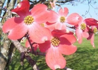 Red Flowering Dogwood Tree Cherokee Chief Ships in Pot