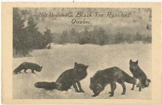 QUEBEC Holt Renfrew & Co Black Fox Ranch postcard black foxes