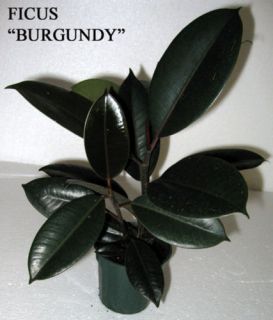 Ficus Burgundy Also Called Rubber Plant