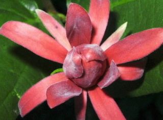 Carolina Allspice Sweet Shrub flowering ornamental sweetshrub