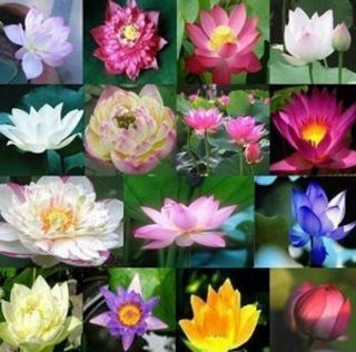  Seeds Gorgeous Lotus Aquatic Plants Flowers Grow 