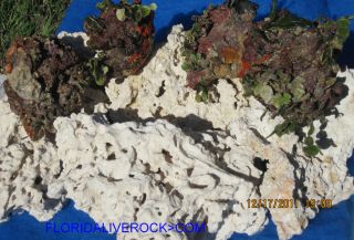 Aquarium Dry Base Rock with Free Live Seed Rocks 30lbs