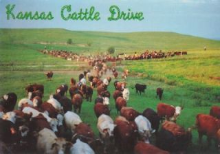 KS Kansas Cattle Drive Flint Hills Are Rounded Up by 777 Ranch